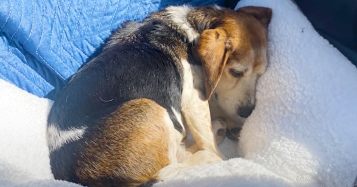 Maple is a senior Beagle that was entering it's final days on the street, in poor health and dirty