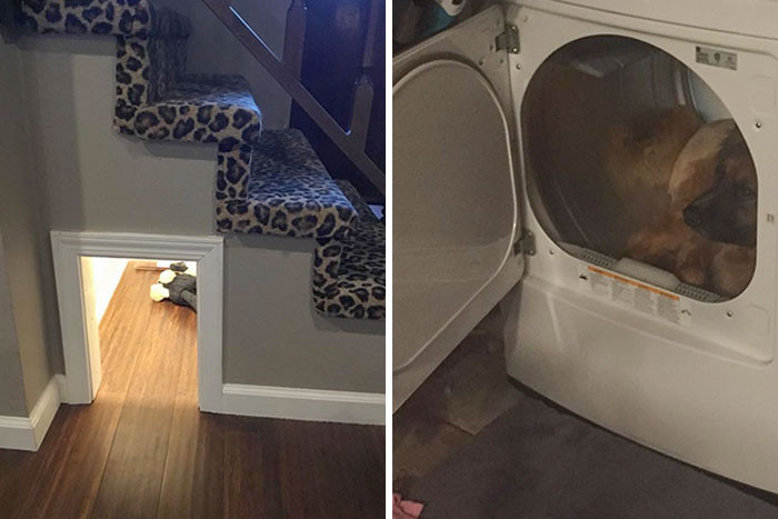 32. I Built a Sound-Proofed, Built-In Doghouse Under My Stairs, So Bucky Would Have a Safe Place to Hide When He Got Scared