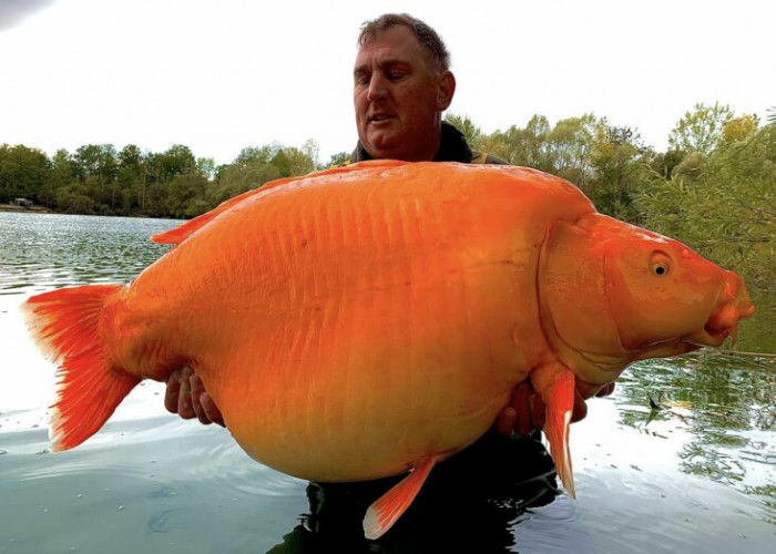 It happened at a stocked lake in France where Andy Hackett reeled in an infamous fish named “The Carrot,” a 67-pound, 4-ounce giant
