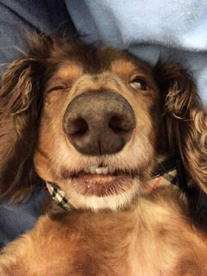 "Our Dachshund Hurt His Back, So The Vet Gave Him Muscle Relaxers. High As A Kite"