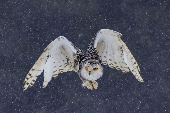 “Snowy Owl” By Maria Ciampini