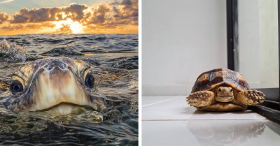 Turtles Are Taking The Instagram Spotlight With These Stunning Shots (34 Pictures)