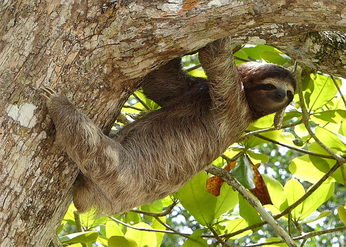 31. Sloths