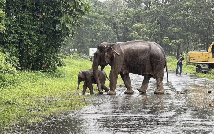 Thankfully, the mother elephant regained consciousness and was reunited with her sweet (and very worried) baby.