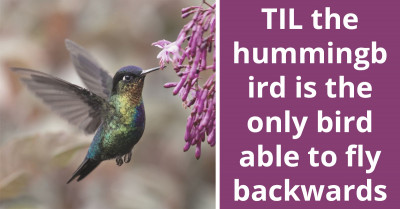 Meet The Hummingbird, The Only Bird In The Whole World That Has The Ability To Fly Backwards