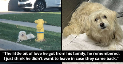 Loyal Pooch Doesn’t Want To Leave The Fire Hydrant Where His Owner Abandoned Him