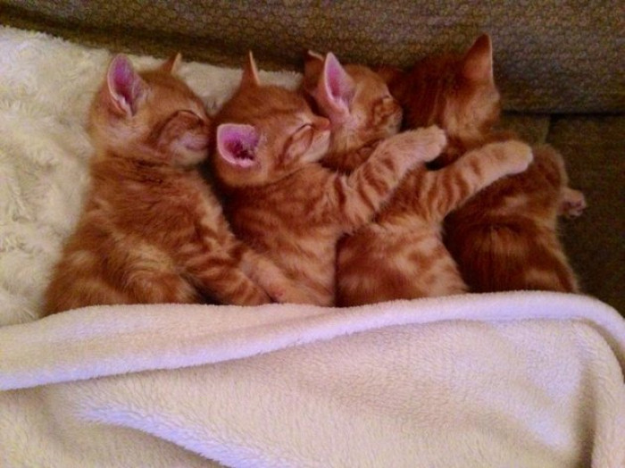 1. Taking the first position are these four cute kitties sleeping in the most adorable way possible