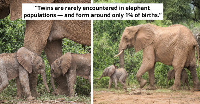 Rare Twin Elephants Born For The First Time In 15 Years In Kenya
