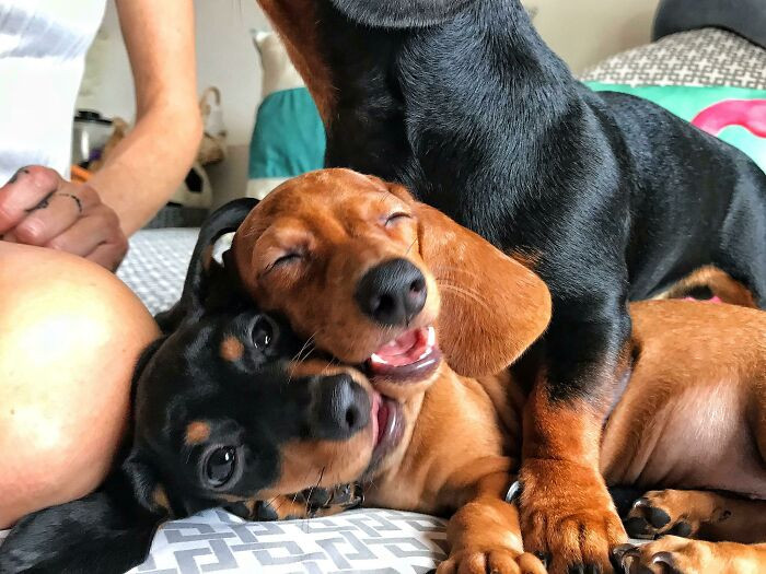 "Just Brought These Two Home Yesterday. Say Hello To Our New Mini Doxies. I Think They Are Happy To Be Here"