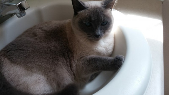 11. Yes, this is me in your sink again. Deal with it.