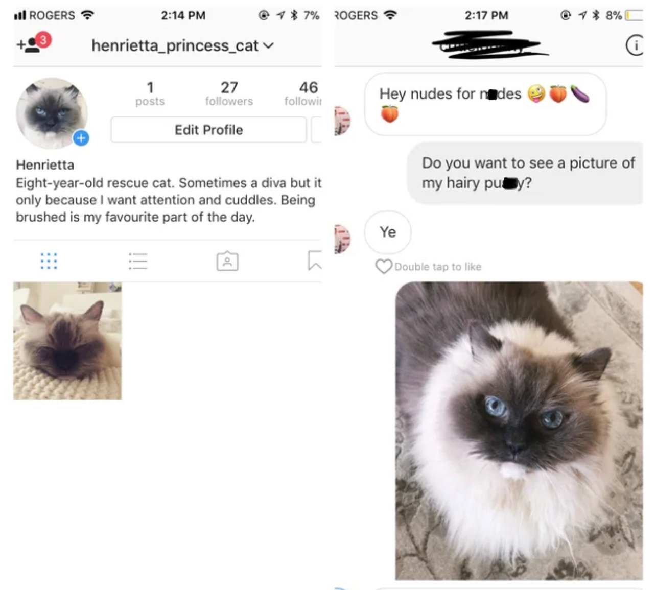 Imagine receiving such a message on your cat account