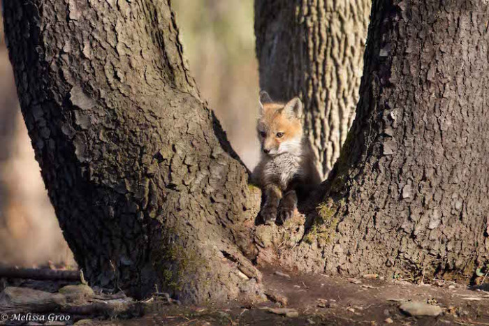 Groo hid herself by setting up a pop-up blind near the family
