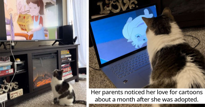 This Clever Cat Asks Her Mom To Turn On Her Favorite Cartoons Every Morning