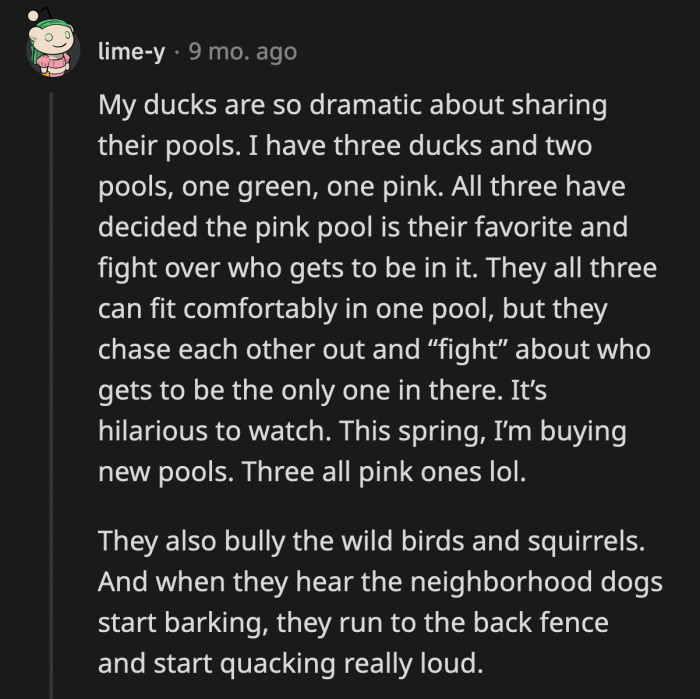 8. Ducks who fight each other for their territory but band together to yell at neighborhood dogs... where's the movie?!