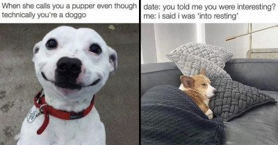 20 Awesome Dog Memes That Will Lighten Your Mood and Brighten Your Day with a Smile