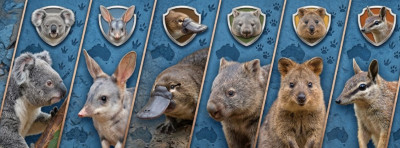 16 Rare Australian Animals Beyond Kangaroos and Koalas