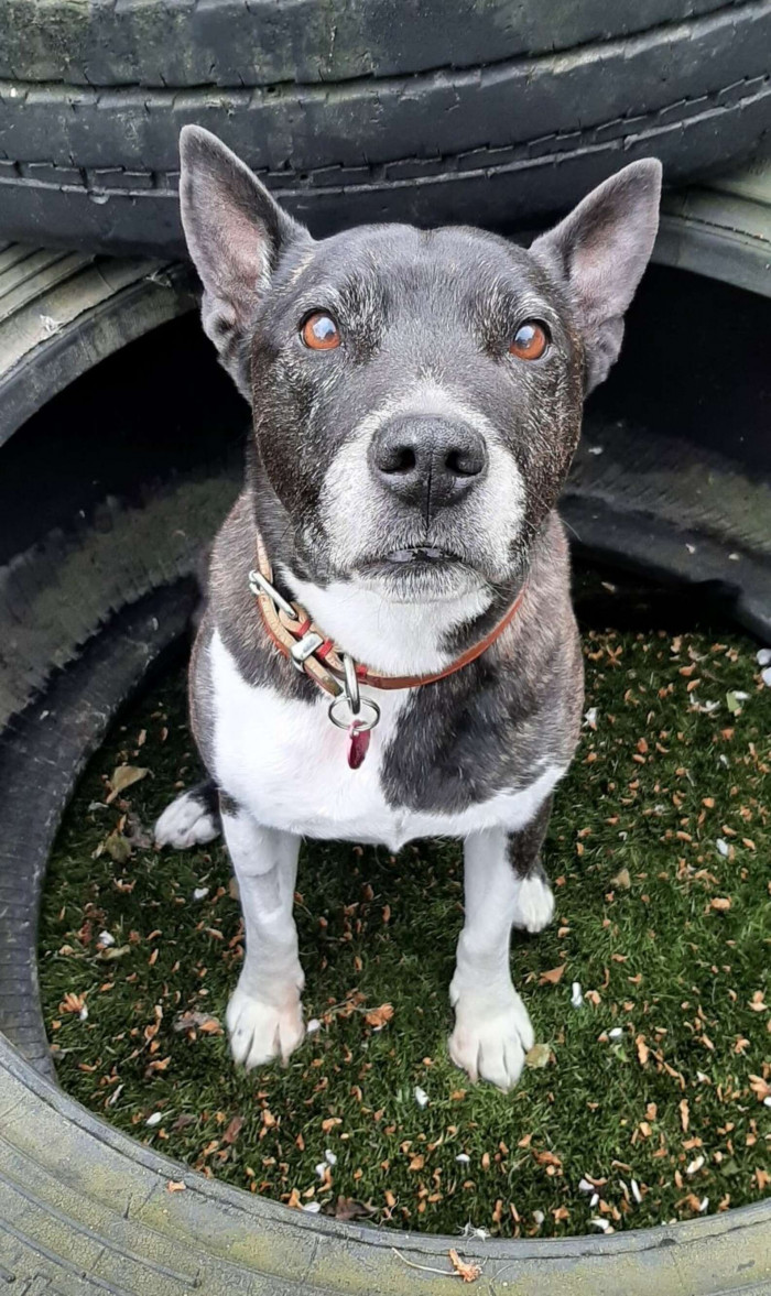 Her previous owner had developed health issues and couldn't take care of her any longer