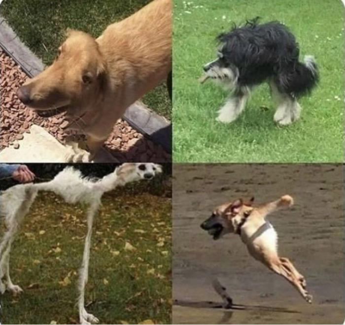 4. "Please don't take panoramic photos of your dogs."