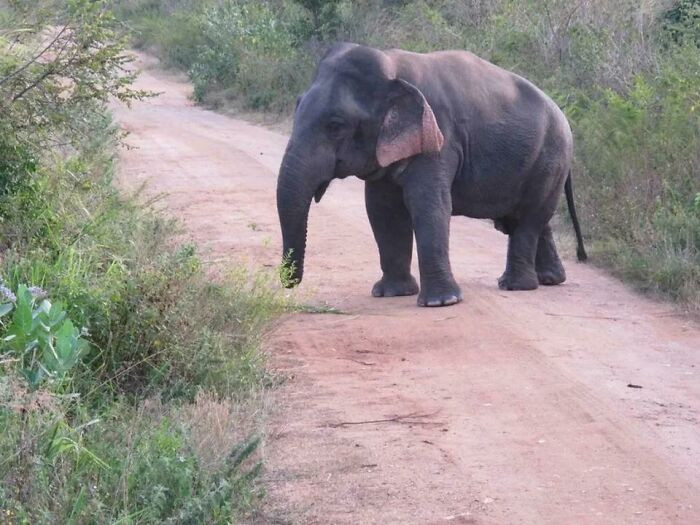 A small elephant found in Sri Lanka stands just 1.5 meters tall, a rare sight that experts say may be evidence of dwarfism in the wild.
