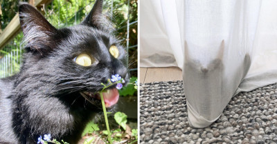 15 Photos That Prove Life Is Just Better With Cats In It