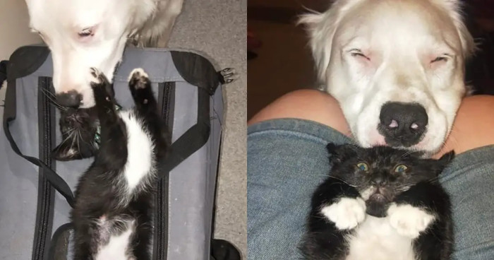 “He knew she was so sick and scared…that she needed to be comforted.”