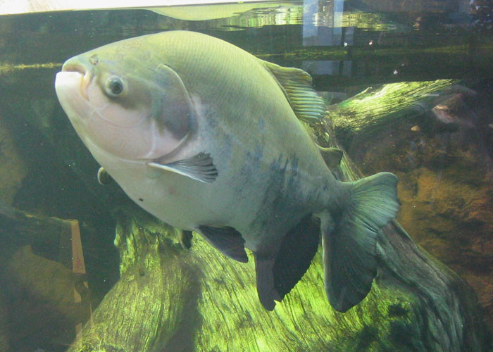 15. Pacu Fish
