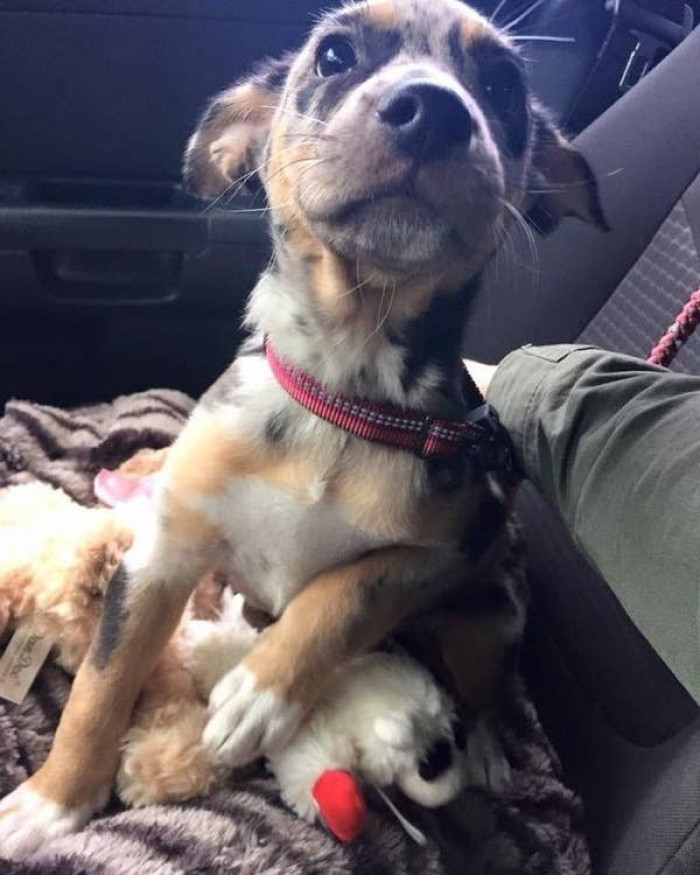 11. "First day I took her home from the shelter."