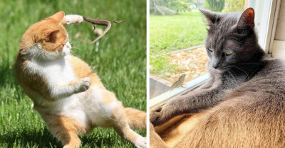16 Times Cats And Lizards Formed An Unlikely Relationship That Will Leave You Amazed