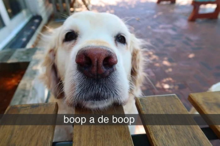 25. Who wants to boop-a-de-boop that nose too?