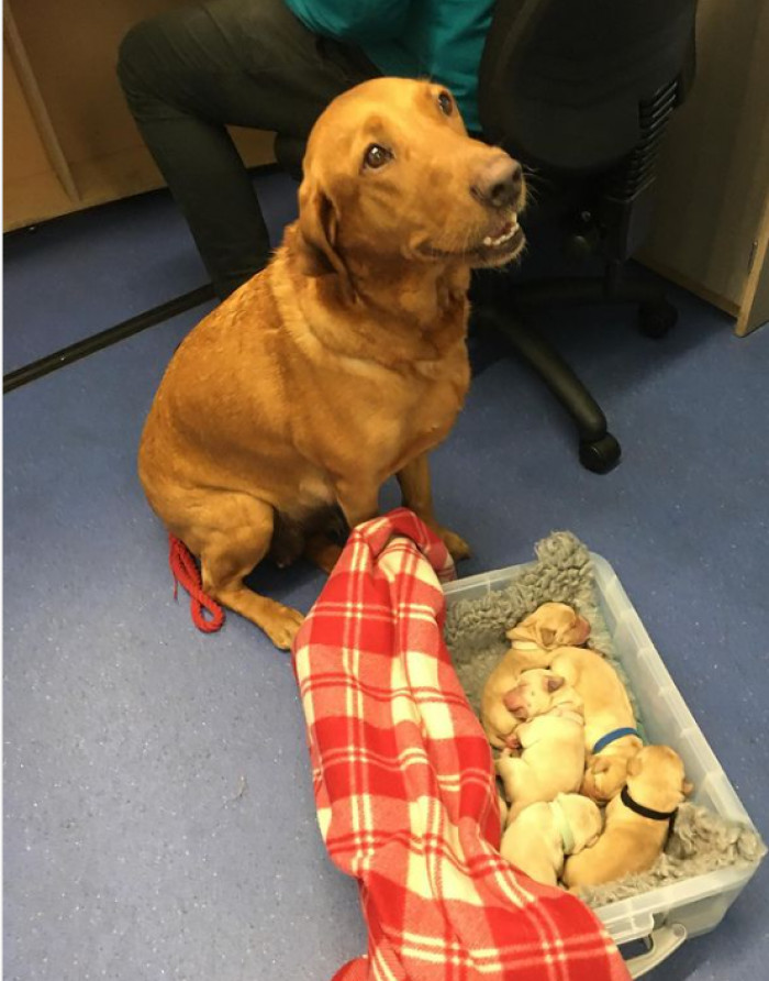 18. Puppy field trip to the vet