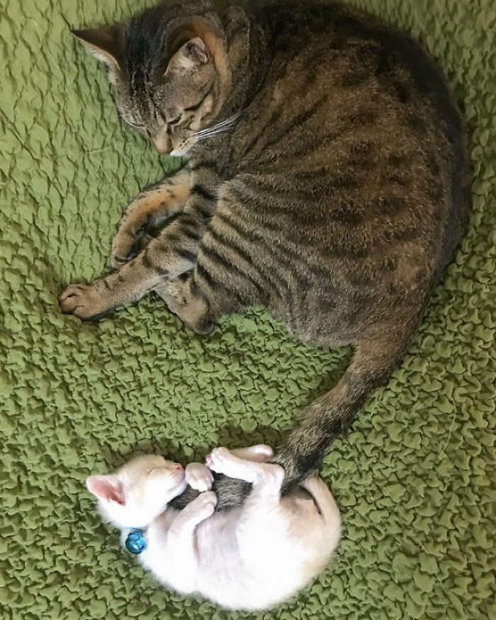 19. The Cutest Thing You'll See Today: