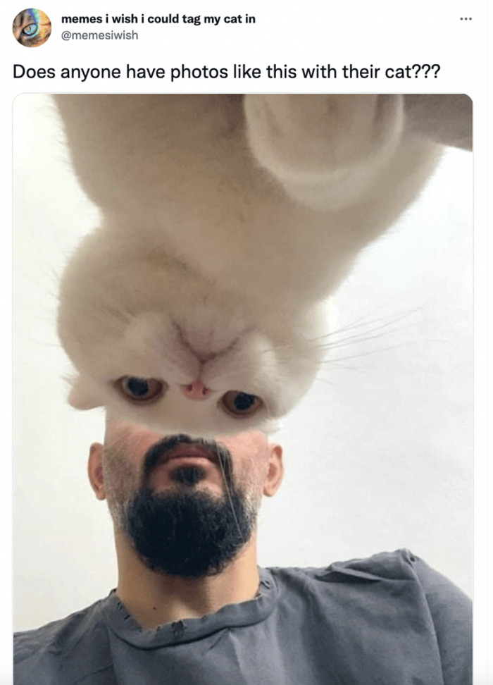 1. Do you have photos like this with your cat?
