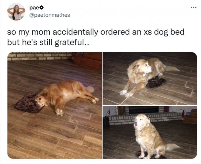 This has got to be one of the sweetest pups out there. He doesn't want his human to feel bad, so he tries to fit himself into the bed they got him, even though it's too small.