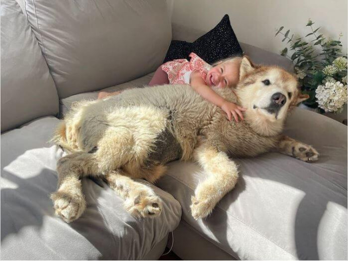 The Malamutes, a family of three, are particularly renowned for their beautiful relationship with their pet cat and dog, Milo and Buddy the Golden.