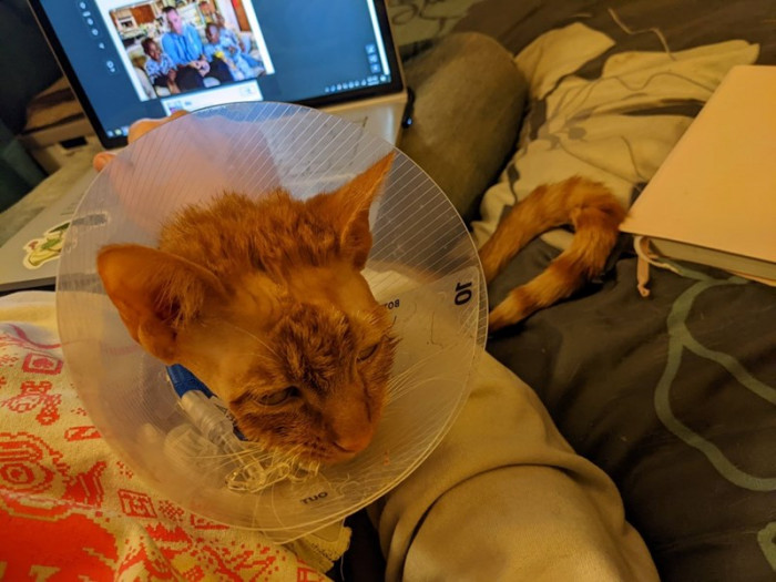 Teddy gets the surgery