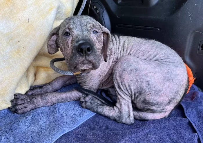 The sweet little dog was spotted wandering the grounds of the cemetery.