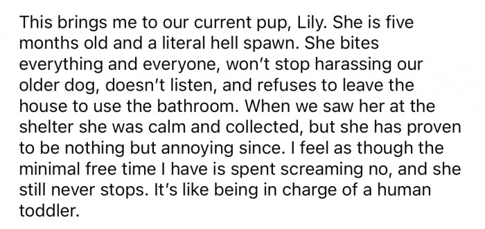 The family dog is quite chaotic, and OP constantly has to keep an eye on her.