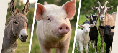 Farm Animals List With Names, Pictures, and Short Facts