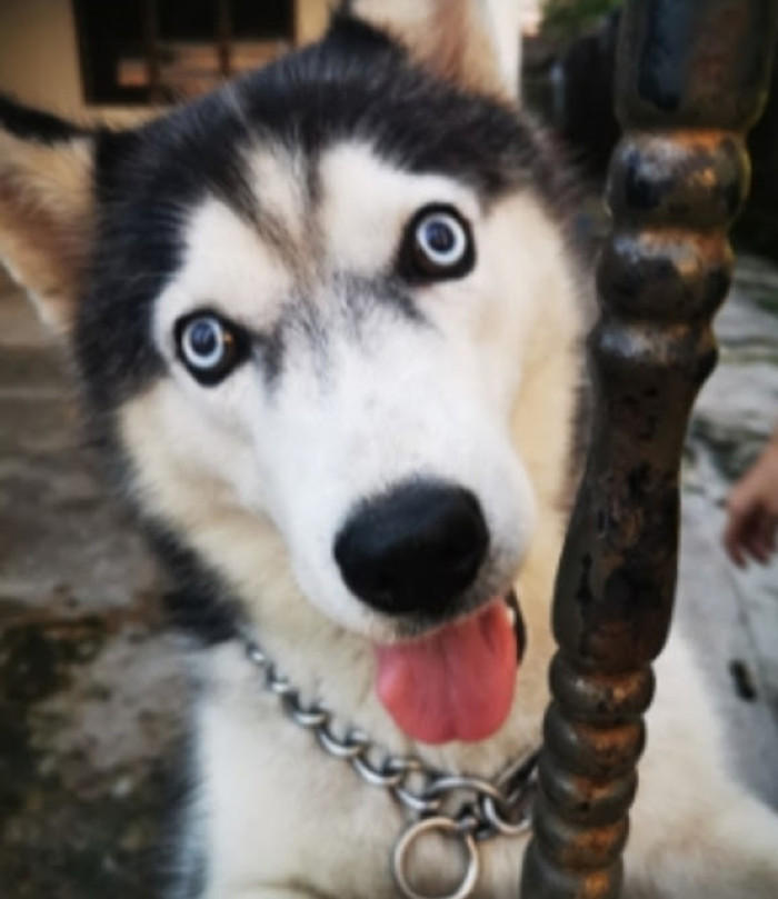 Yap's family made the compassionate decision to adopt Dai Bao permanently. In a matter of months, the once fragile and sickly dog transformed into a strong, healthy, and affectionate furball of energy.