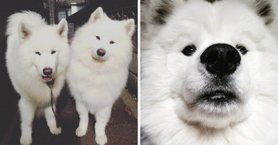 18 Pictures Of Samoyeds That Will Make You Want To Get One Of These Floofy Dogs Immediately