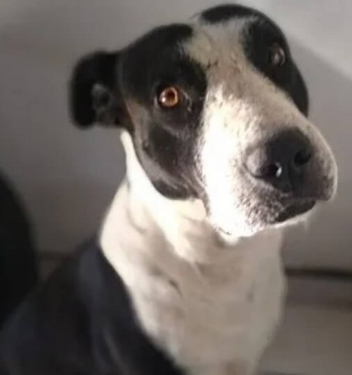 The dog came to her house all by himself, with injuries, untidy fur, and a sorrowful face