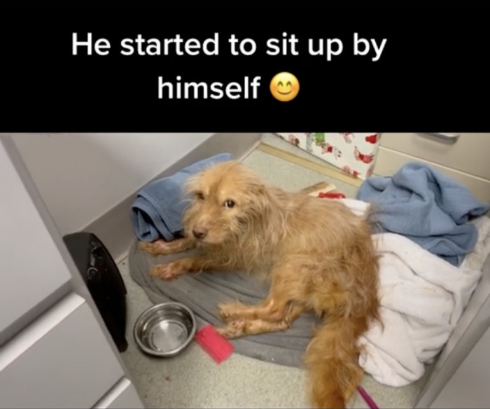 After his bath, the fresh pup gave sitting a shot