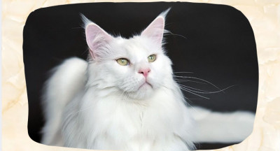 White Maine Coon: Coat Color, Eye Colors, and What Makes Them Stand Out