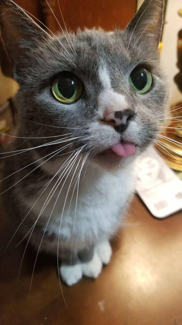 23. She Bleps All The Time, But I Can Never Grab My Phone Fast Enough To Take A Pic