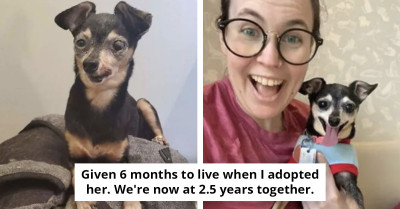50 Before-And-After Dog Adoption Pics That Will Absolutely Melt Your Heart