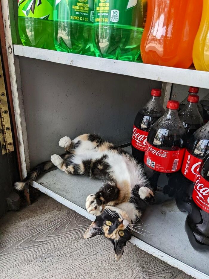 20. With every Coke bottle, you get a free cat