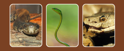 18 Types of Snakes With Pictures and Identification Tips