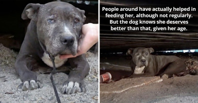 Senior Dog Who Has Spent 9 Years Fending For Herself In A Junkyard Is Finally Rescued