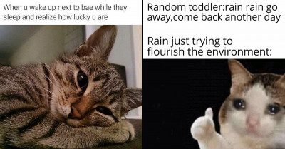 Important Collection Of Cat Memes That Could Help You Deal Better With Hard Times