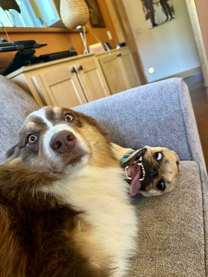 "The Look My Dog Gave Me When He Was Introduced To The New Family Puppy"